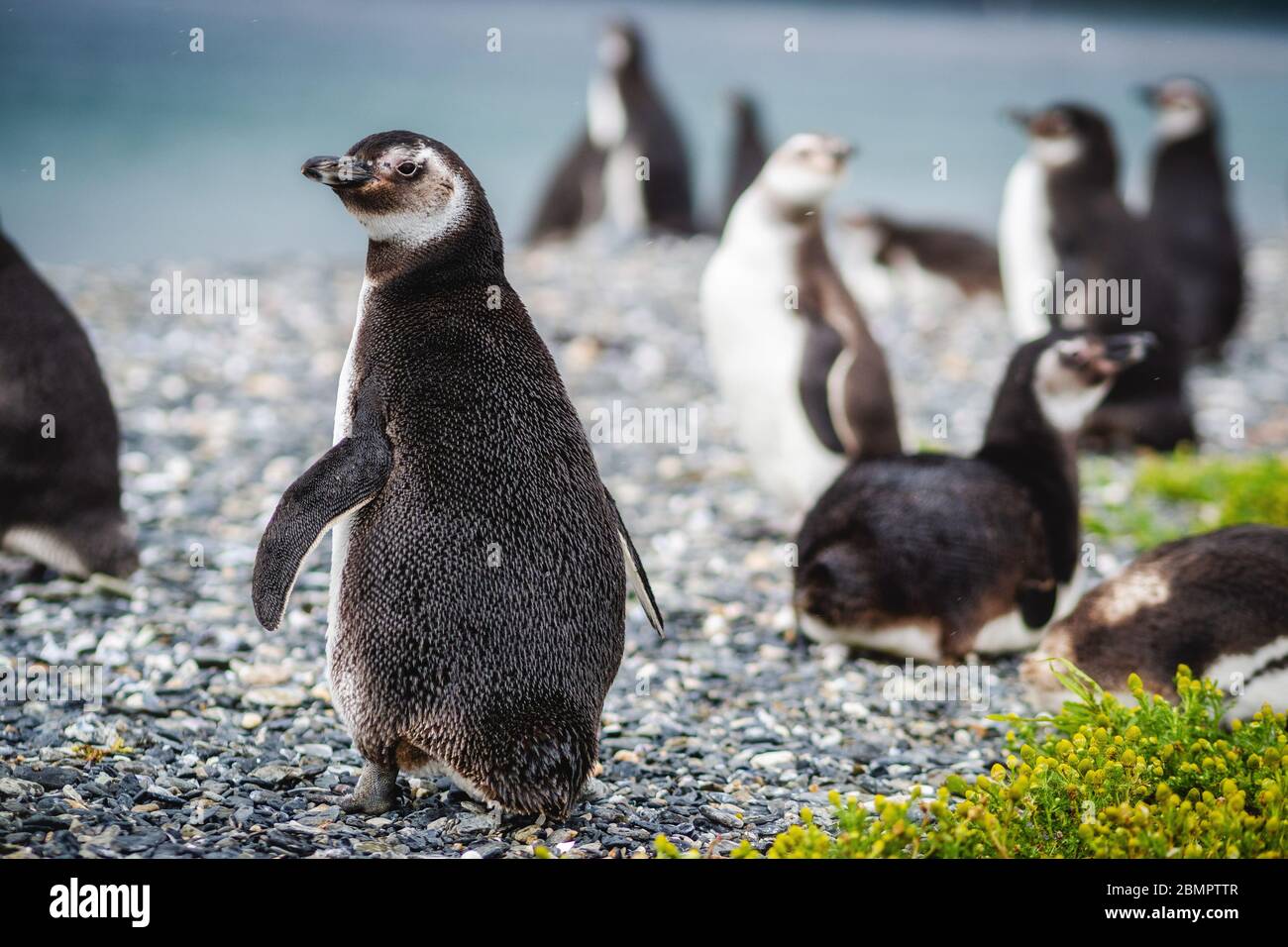 Magellan penguin colony on Martillo Island in the Beagle Channel, Ushuaia, Tierra del Fuego Province, Argentina. Stock Photo