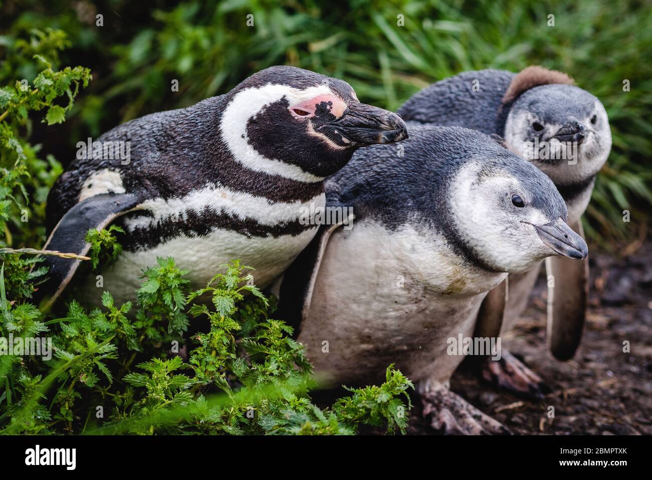 Magellan penguins on Martillo Island, Ushuaia, Tierra del Fuego Province, Argentina. Stock Photo