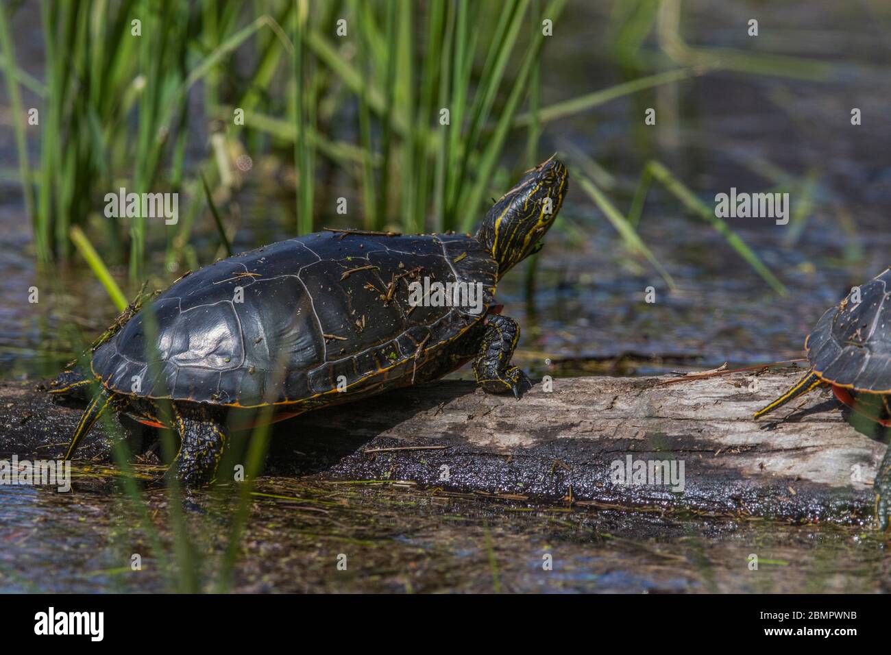 Chrysemys picta portrait hi-res stock photography and images - Alamy