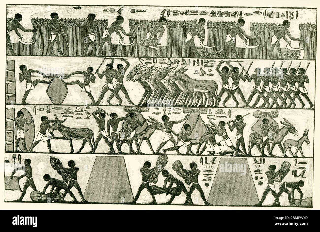 The caption for this image reads: The Cutting and Carrying of the Harvest.  Drawn by Faucher-Gudin, from a photograph by Dumichen, Resultate, vol. i, pl x. The book was written by Gaston Maspero, a French Egyptologist and director general of excavations and antiquities for the Egyptian government. Accompanying the text are many drawings by the French artist Henri Faucher-Gudin, such as this one of ancient Egyptians cutting and carrying the harvest. Many of these drawings are found in ancient Egyptian tombs. Stock Photo