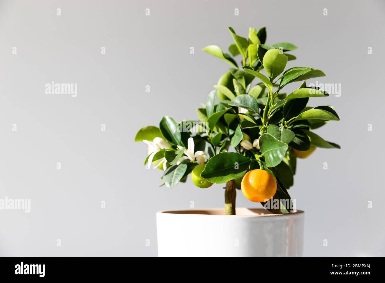 Houseplant Citrus calamondin lit by sunlight on grey background with copy space, close up. Home gardening. Unpretentious flowering and fruiting plant Stock Photo