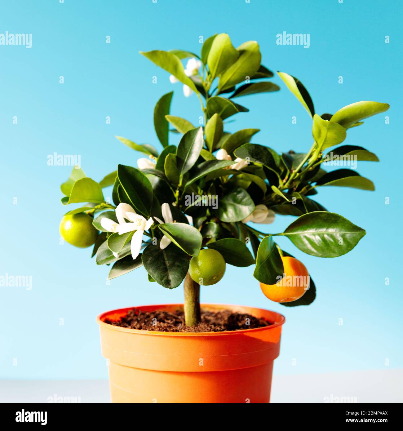 Houseplant Citrus calamondin lit by sunlight on blue background, close up. Home gardening. Unpretentious flowering and fruiting plant all year round Stock Photo