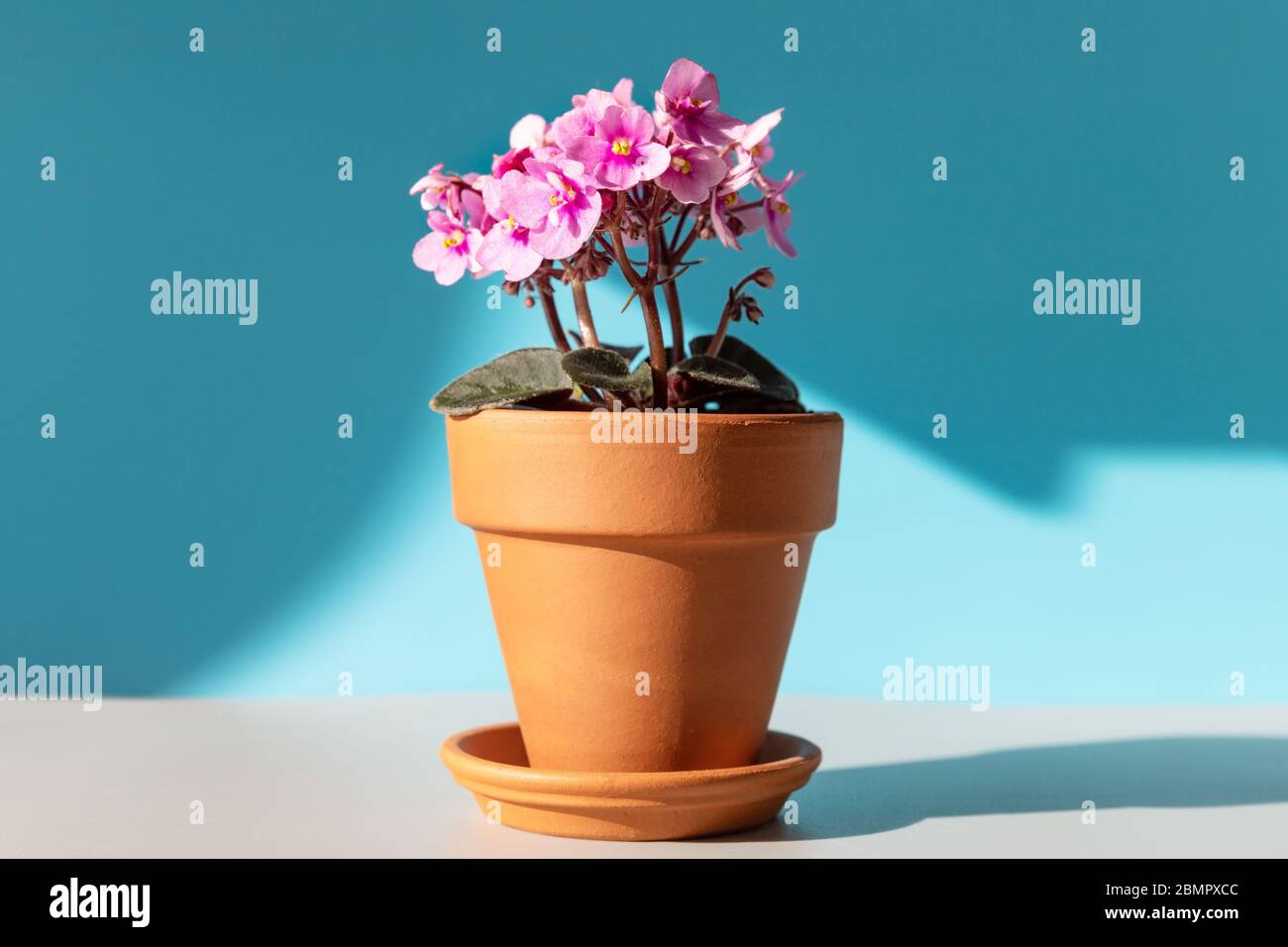 Flowering Saintpaulia mini/African violet in terracotta clay plant pot on a table lit by sunlight on blue background. Unpretentious plant Stock Photo