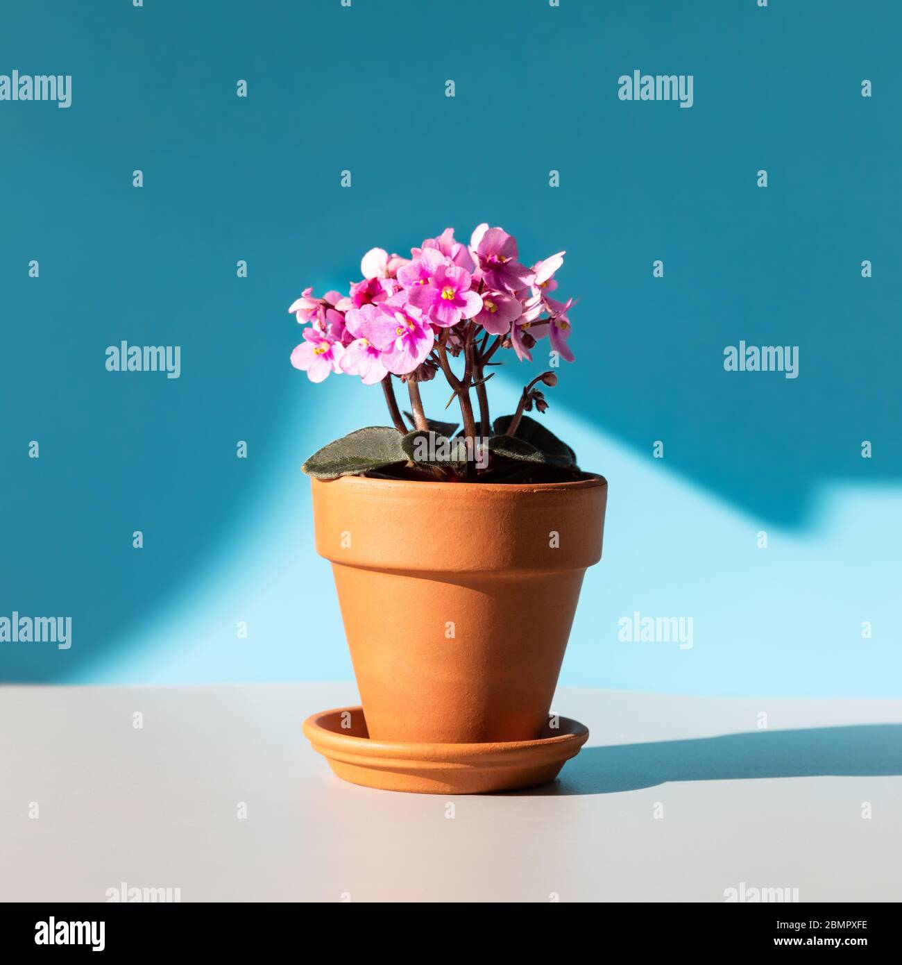 Flowering Saintpaulia mini/African violet in terracotta clay plant pot on a table lit by sunlight on blue background, square crop. Unpretentious plant Stock Photo