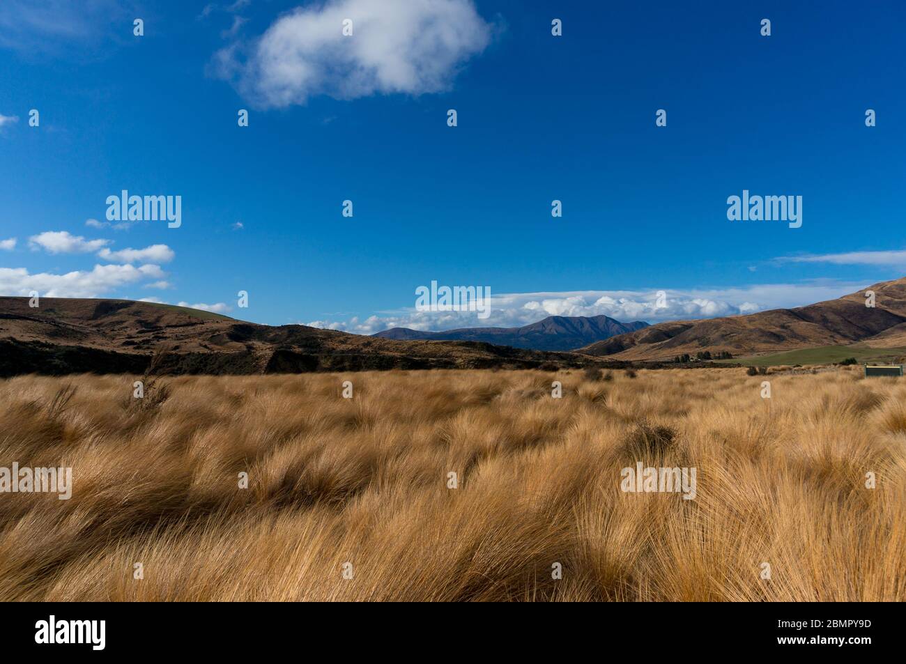 Tussock grasslands or tussock herbfields of New Zealand. Native grassland landscape with Chionochloa plant Stock Photo