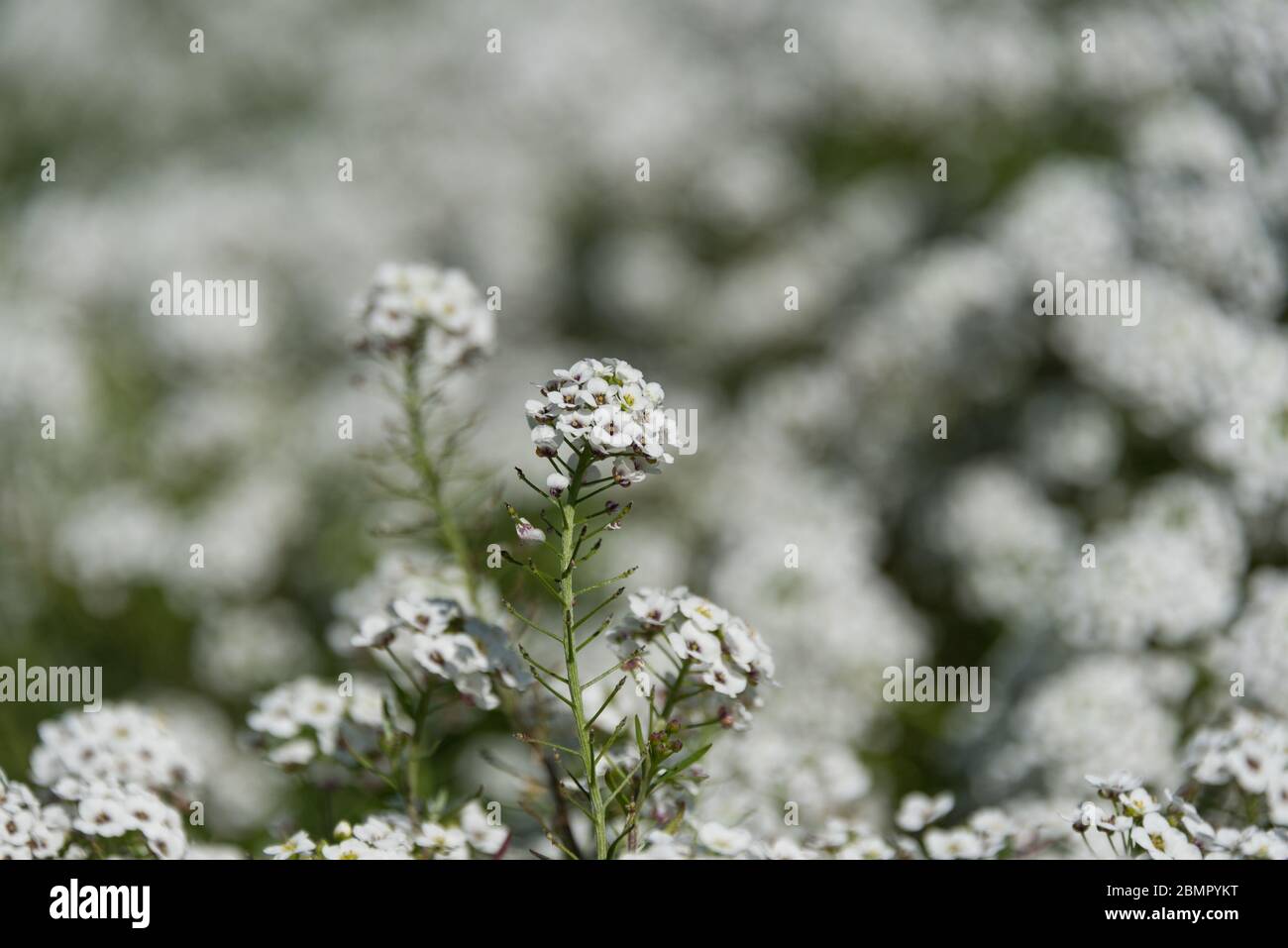 Close up of Sweet Alyssum or Alyssum Maritimum white flowers cluster ...