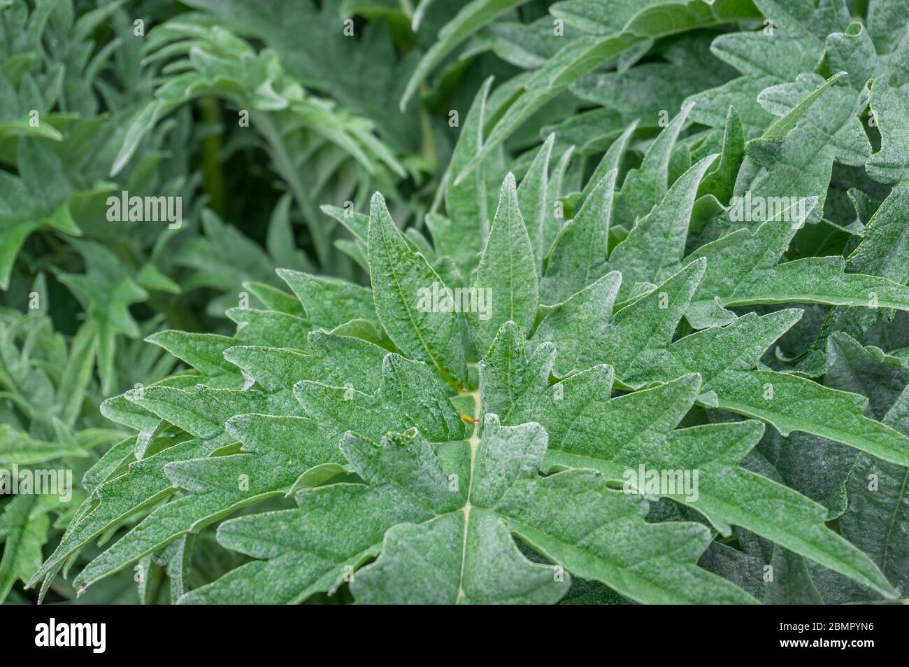 Close up of leaf texture. Nettle family plant close up foliage texture background Stock Photo