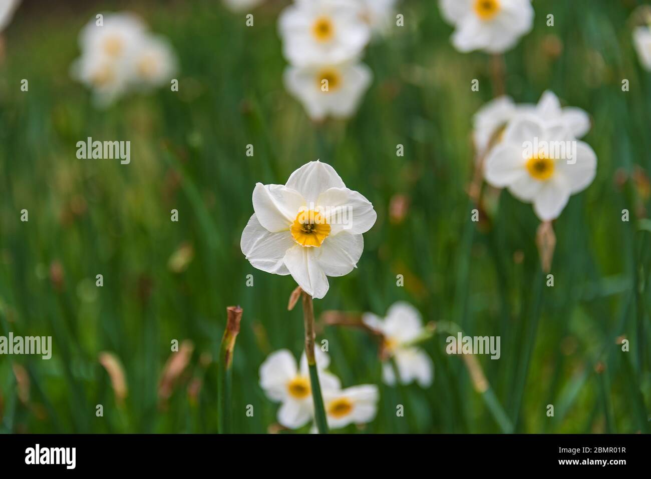 Daffodil narcissus flowers. Spring wildflower floral background. Stock Photo