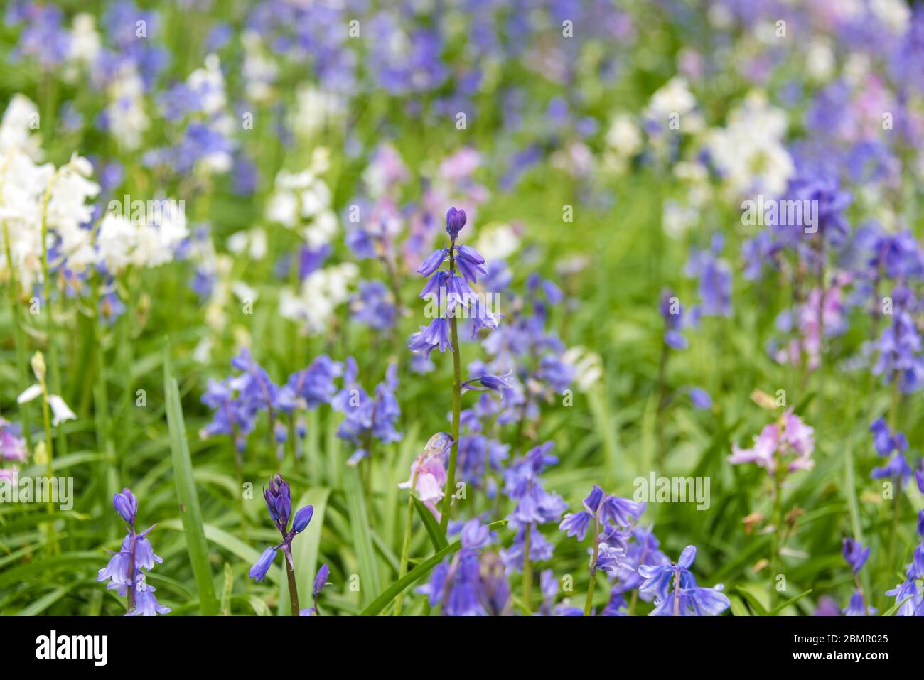 Bluebell flowers in the wild. Floral wildflowers background with bluebells and sweet peas Stock Photo