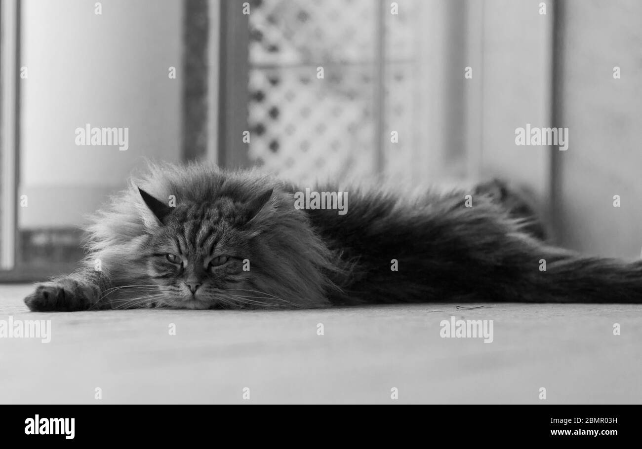 Long haired cat lying in relax in a garden, siberian breed Stock Photo Alamy