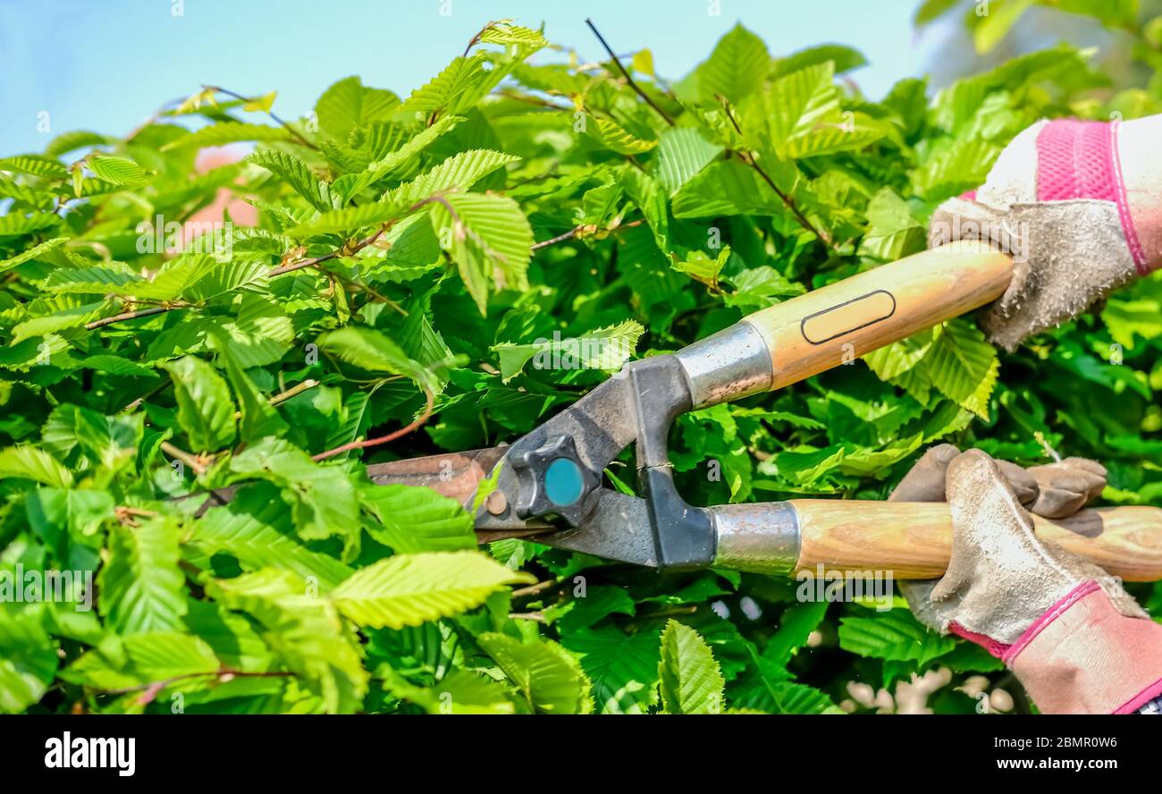 54 Unidentifiable Caucasian female gardener trimming a hawthorn hedge
