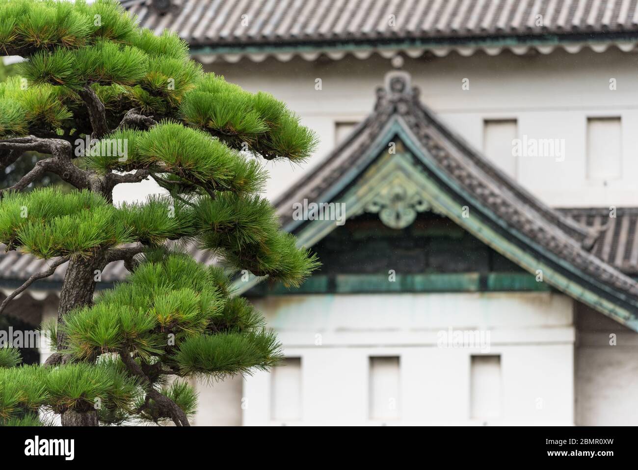 Close up of beautiful green pine tree branches with traditional Japanese building on the background Stock Photo