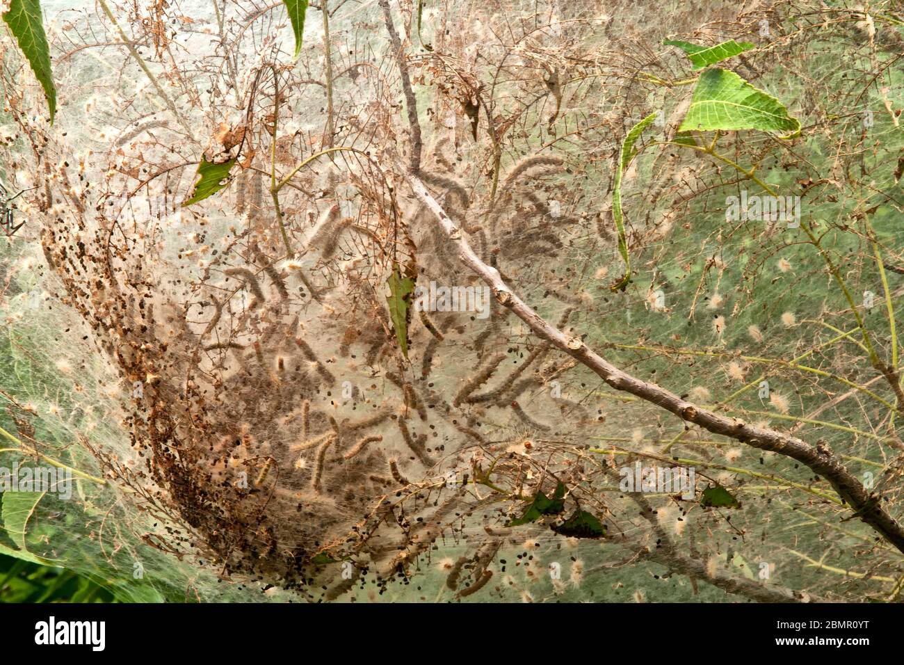 Eastern Tent Caterpillars nesting web,  Malacosoma americium. Stock Photo