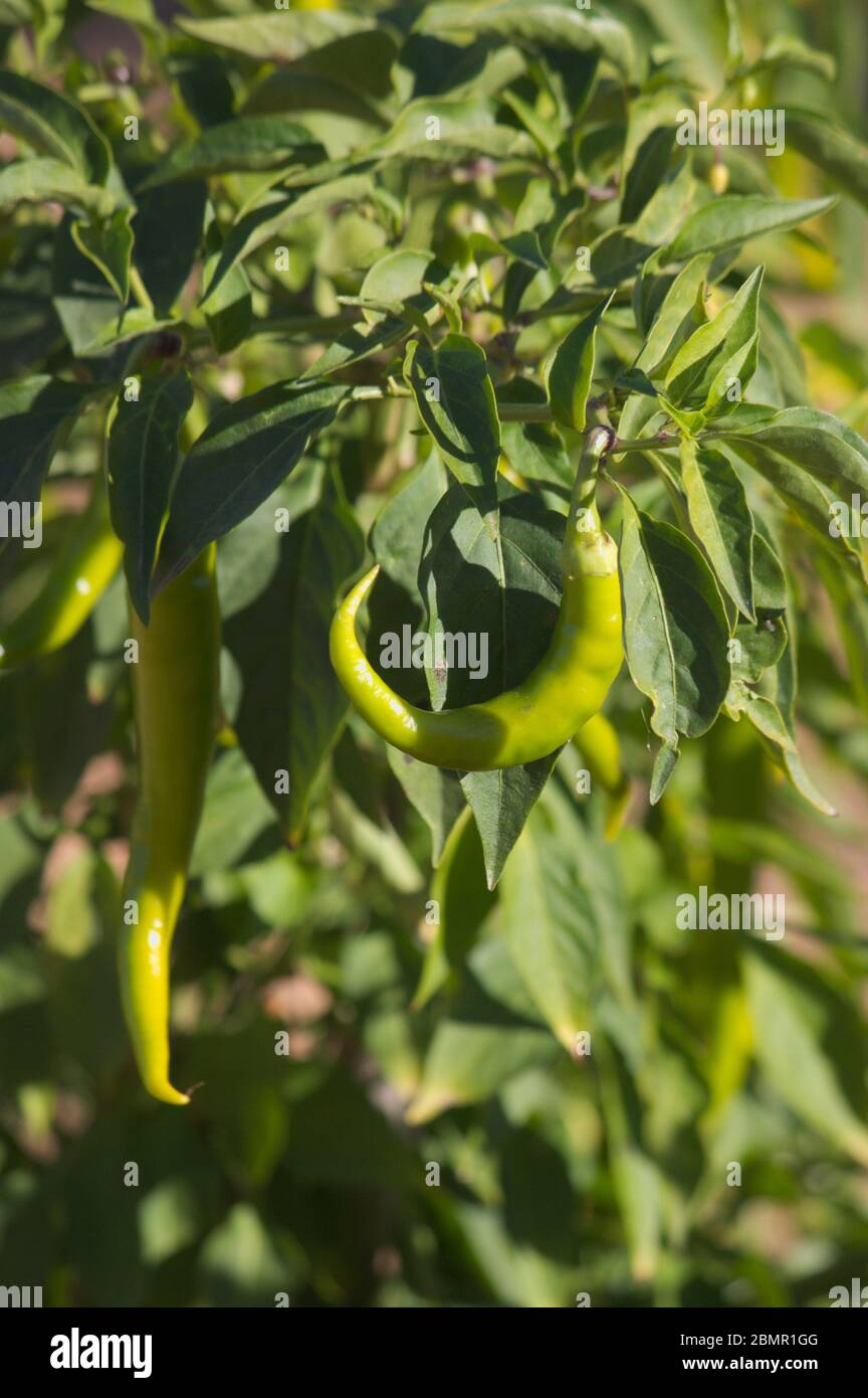 Growing chillies kitchen hi-res stock photography and images - Alamy
