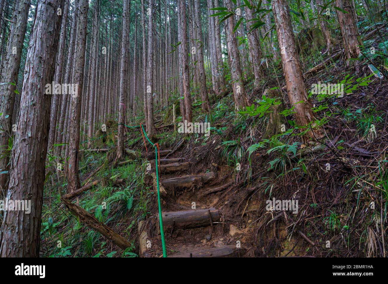 Hiking path in coniferous forest. Pine trees trunks and hiking path with steps. Temperate coniferous forest Stock Photo