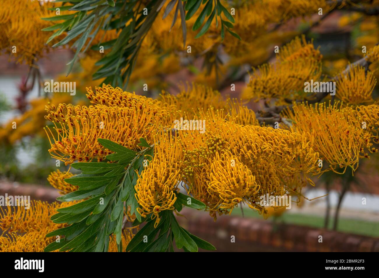 Grevillea Robusta High Resolution Stock Photography And Images Alamy Grevillea Robusta High Resolution Stock Photography And Images Alamy