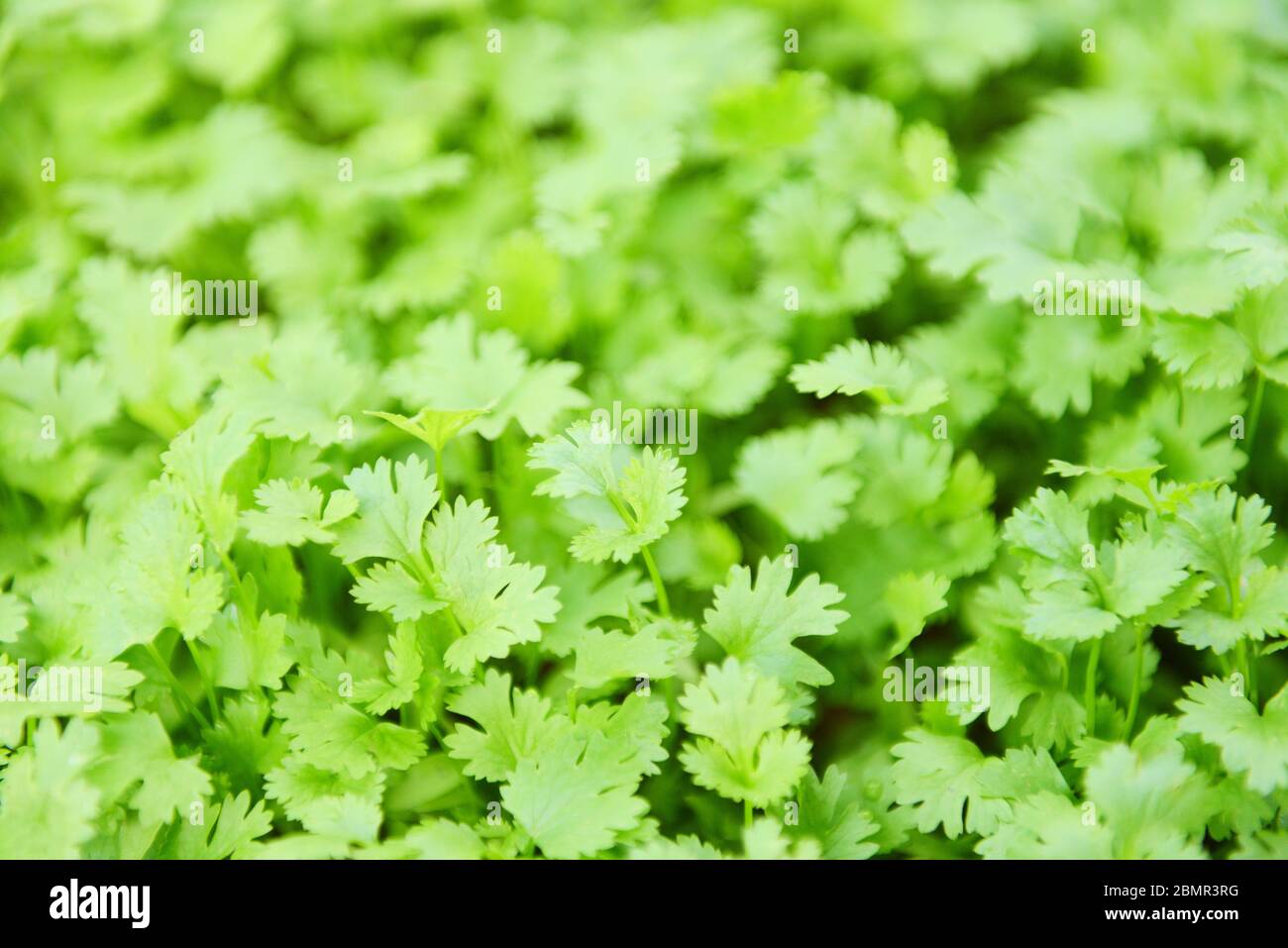 Coriander plant leaf growing in the graden nature background / Green coriander leaves vegetable