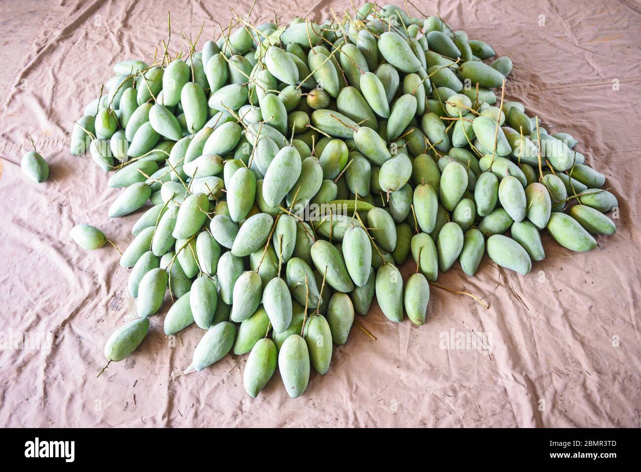 Green mango for sale in the fruit market in Thailand / Fresh raw mango