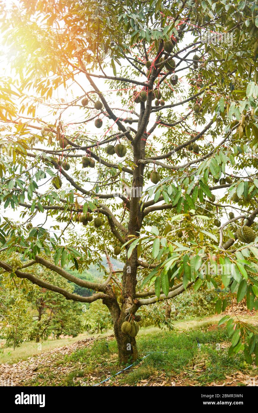 Durian tree discount