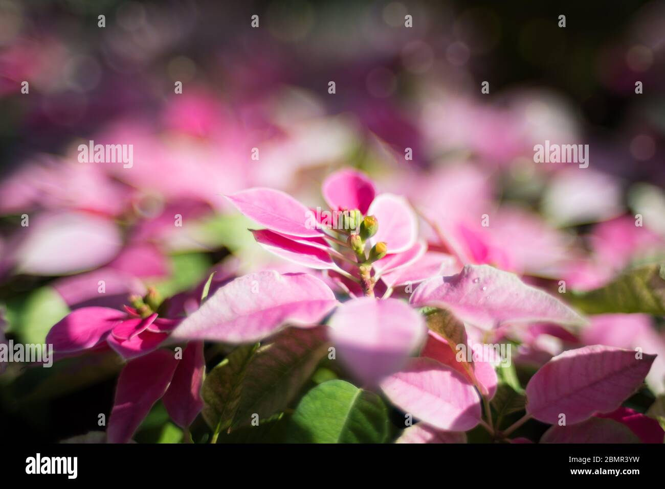 Colorful foliage nature background in pink and green tones. Floral nature background of Alternanthera Ficoidea or red threads plant leaves Stock Photo