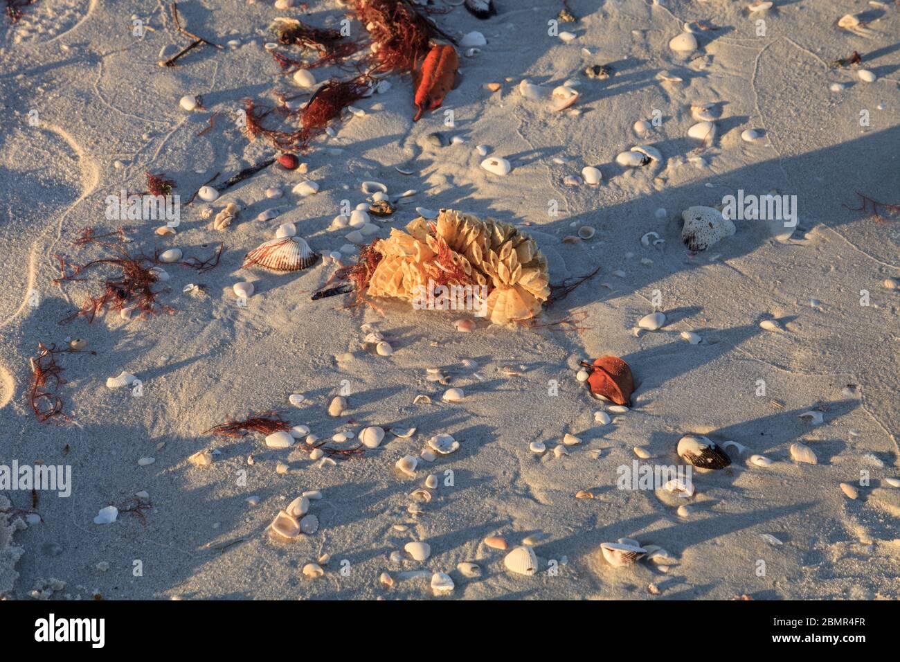 Tulip shell egg case also called the horse conch egg casing Triplofusus