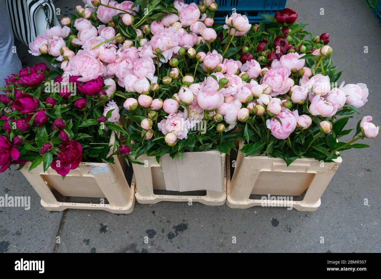 Peony flowers pink and red for sale in bunches on farmers market in summer Stock Photo