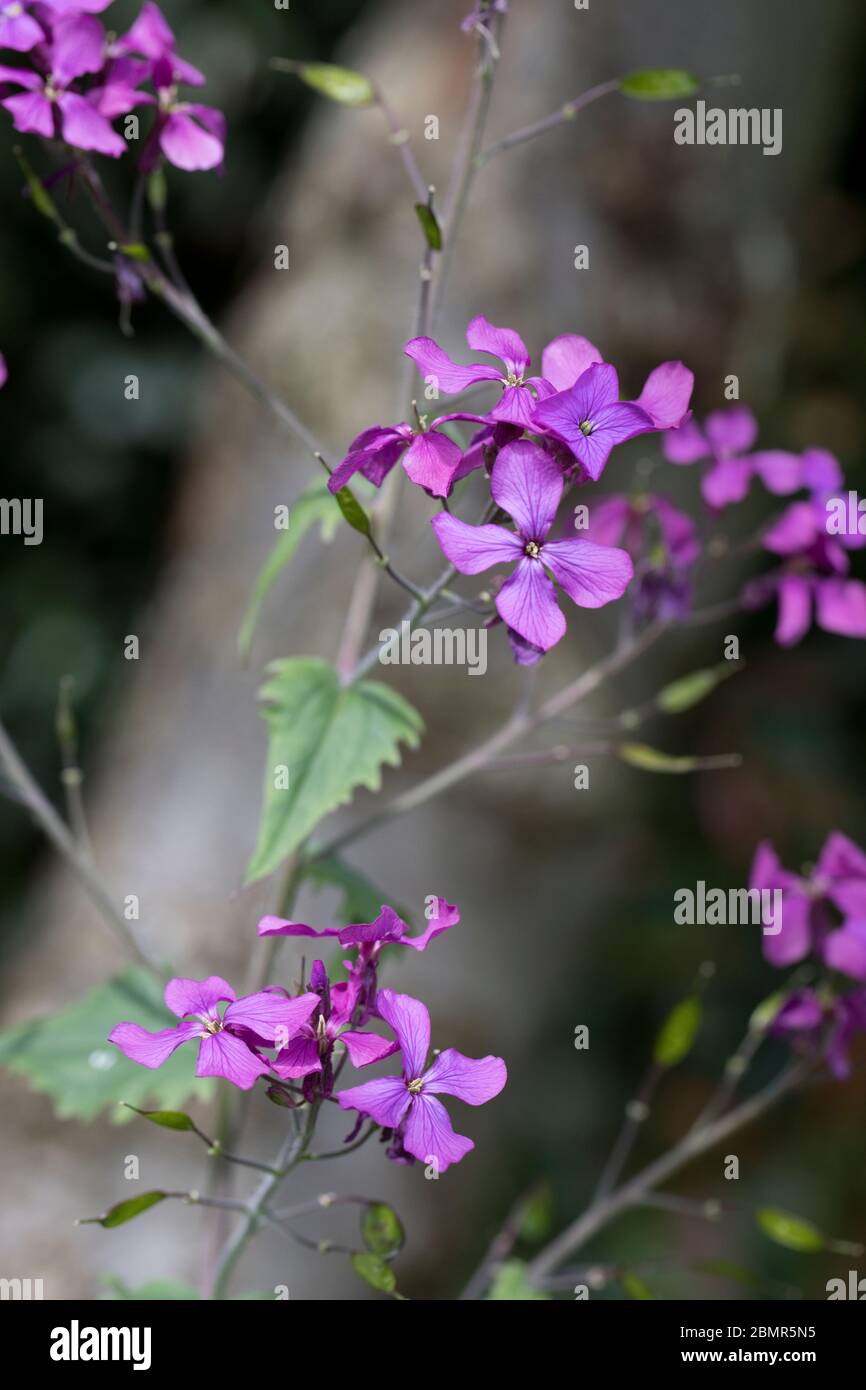 Annual Honesty Lunaria annua in flower in spring, North Yorkshire, United Kingdom. Stock Photo