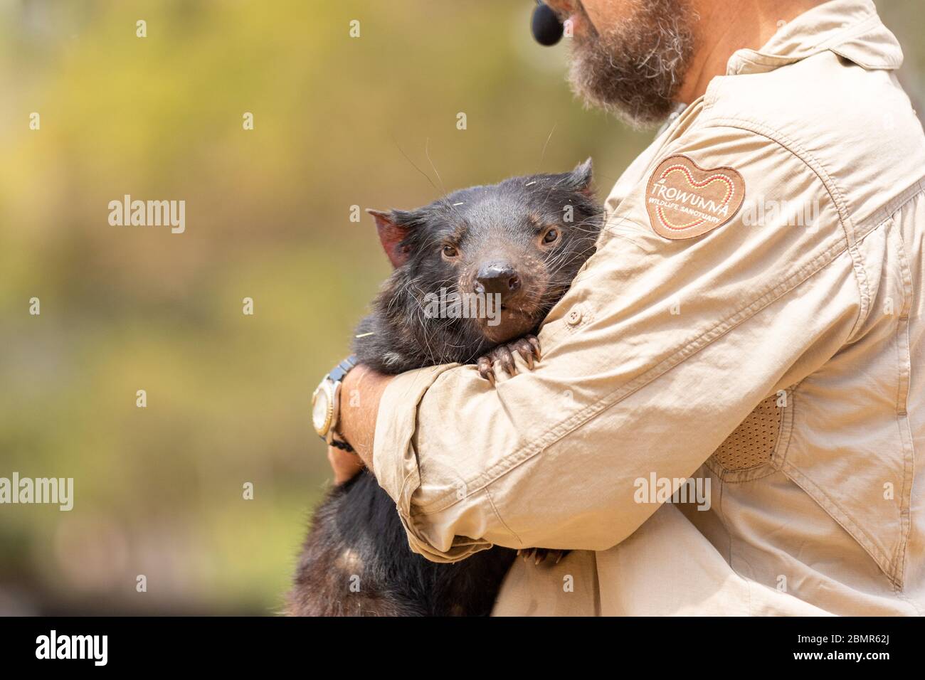 A man holding a Tasmanian Devil at Trowunna Sanctuary Stock Photo
