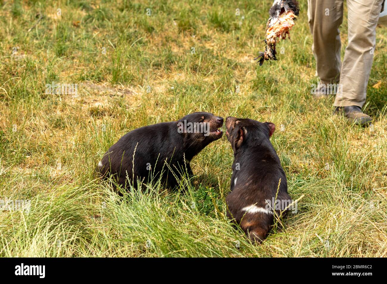 Tasmanian devils eating raw meat at Trowunna Wildlife park Stock Photo