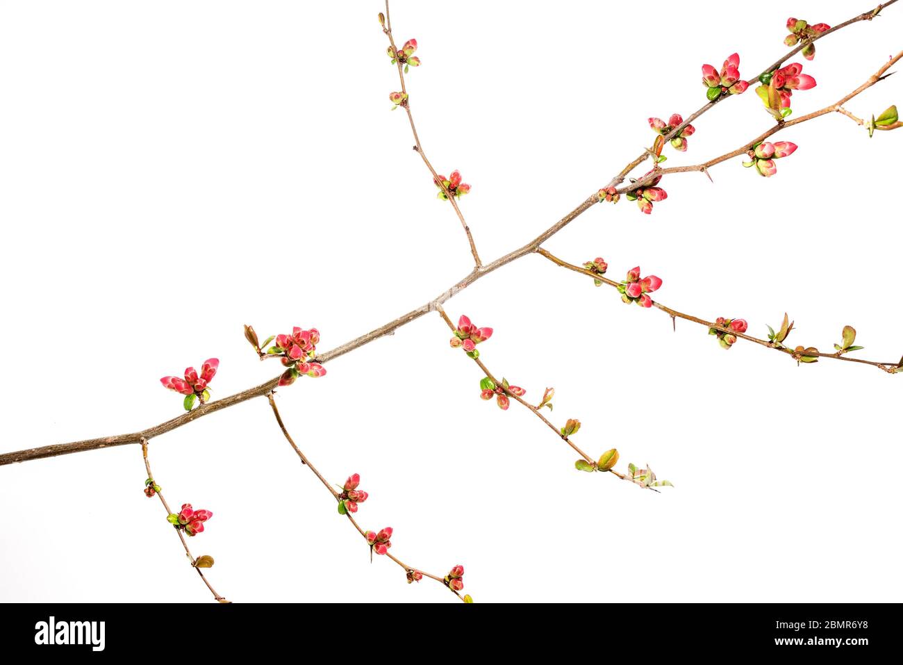 Unopened buds of Flowering Quince (Chaenomeles speciosa Stock Photo Alamy