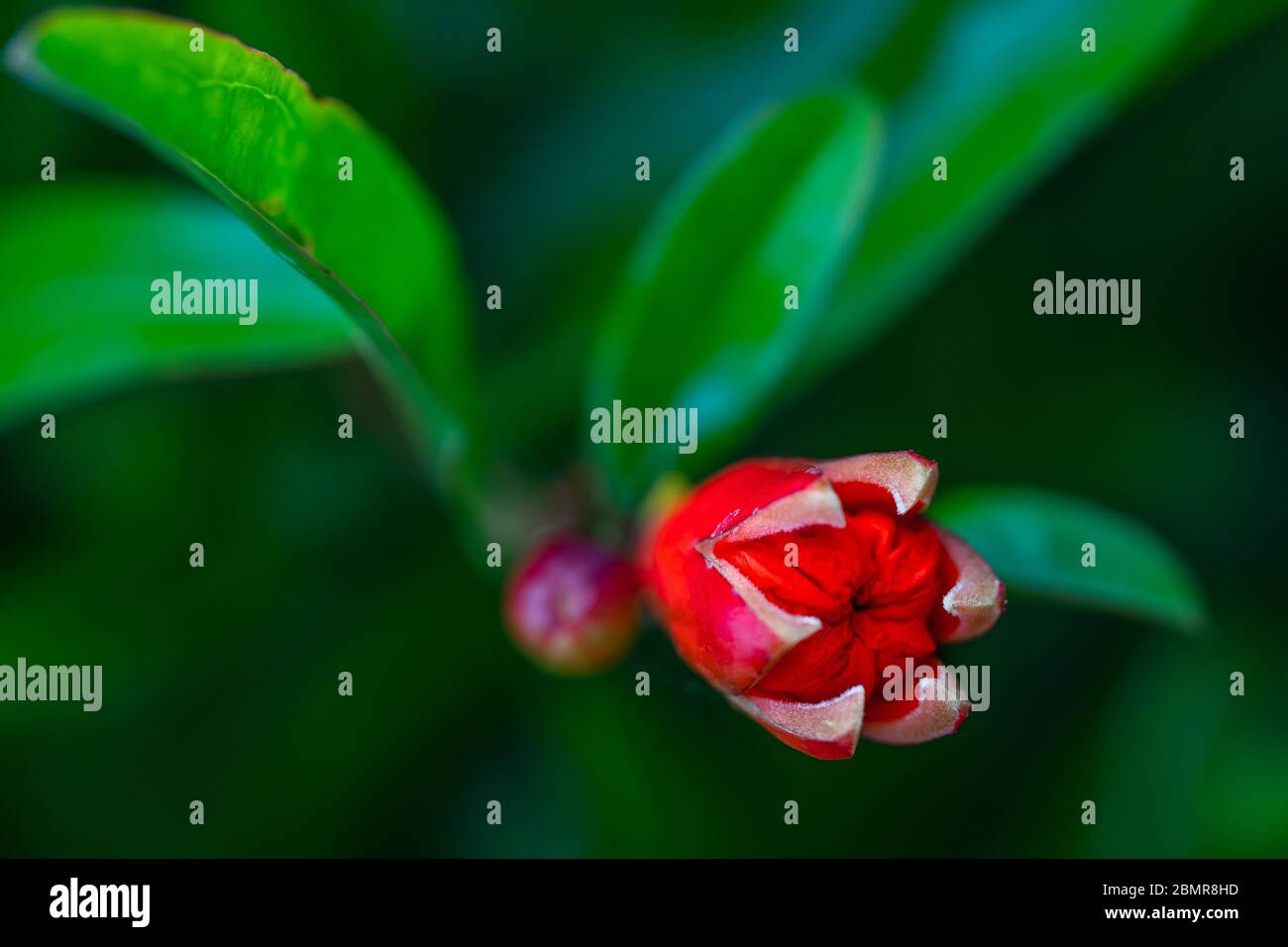 Pomegranate tree in bloom. Beautiful pomegranate tree flowers close up Stock Photo Alamy