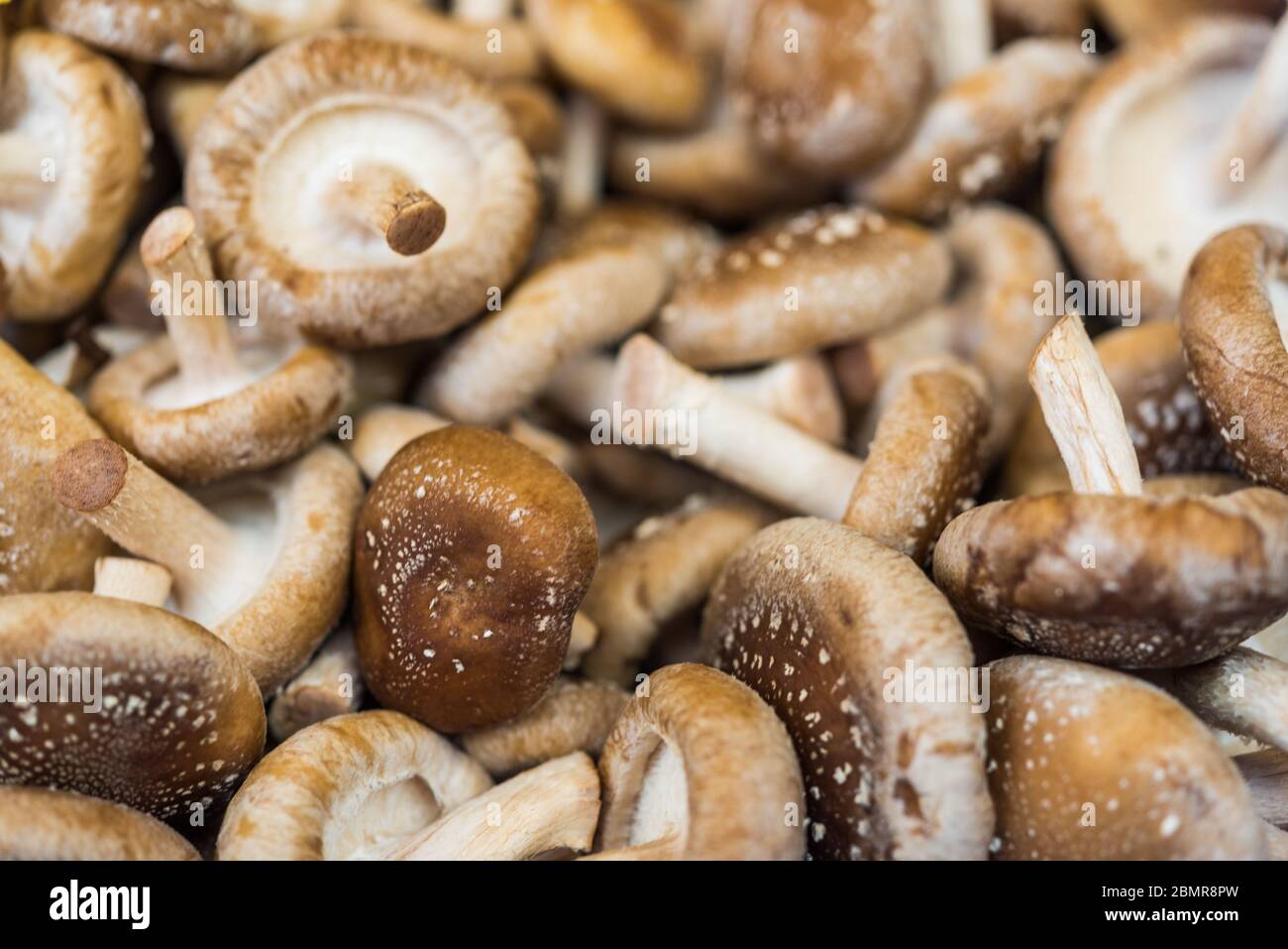 Mushroom mycelium hires stock photography and images Alamy