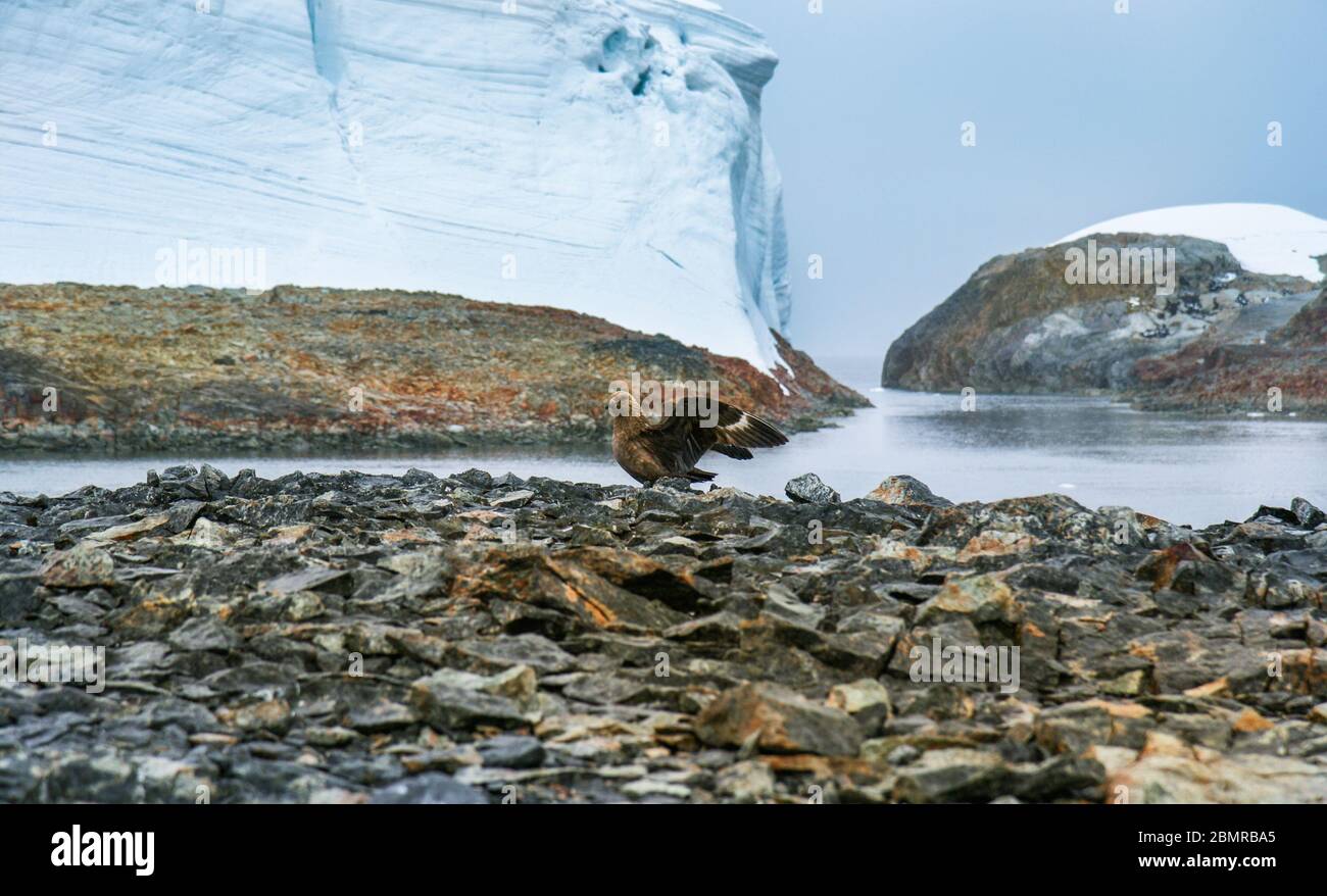 Skua on beach of Winter Island, Antarctica, among glaciers and snow packs. Stock Photo