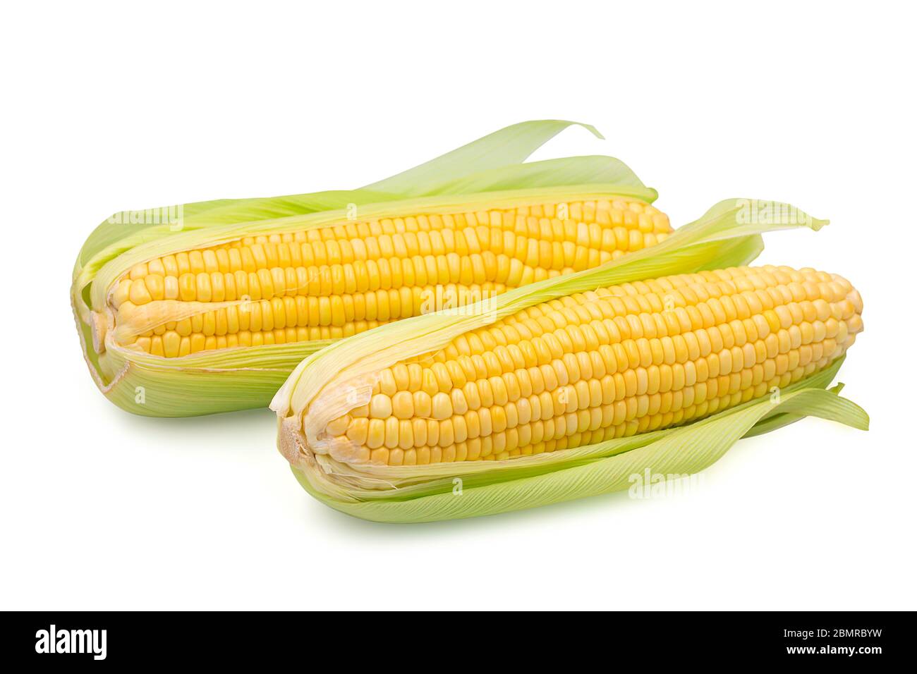 Two cob raw whole organic sweet corn on white isolated background with