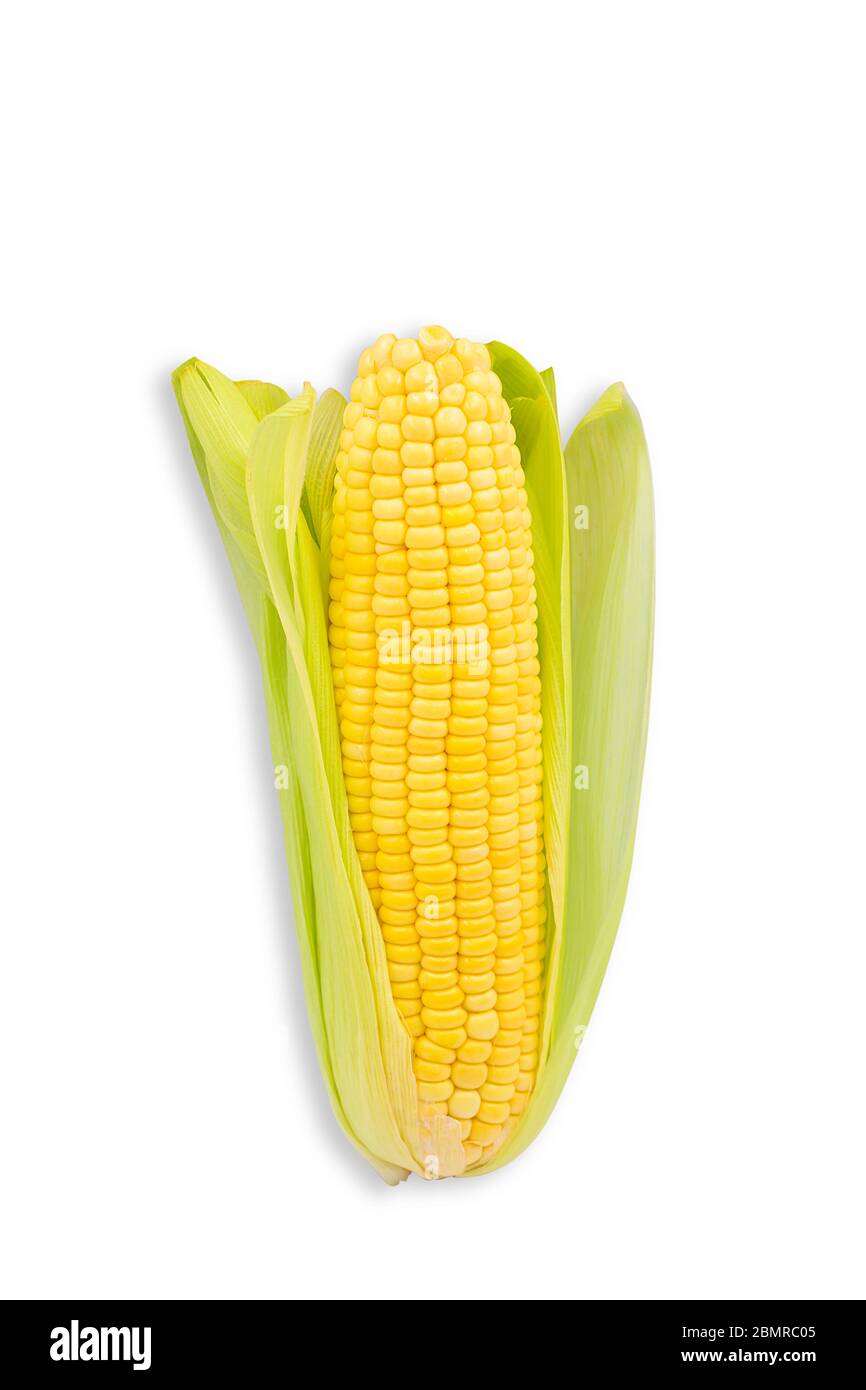 Single ear corn white background hires stock photography and images