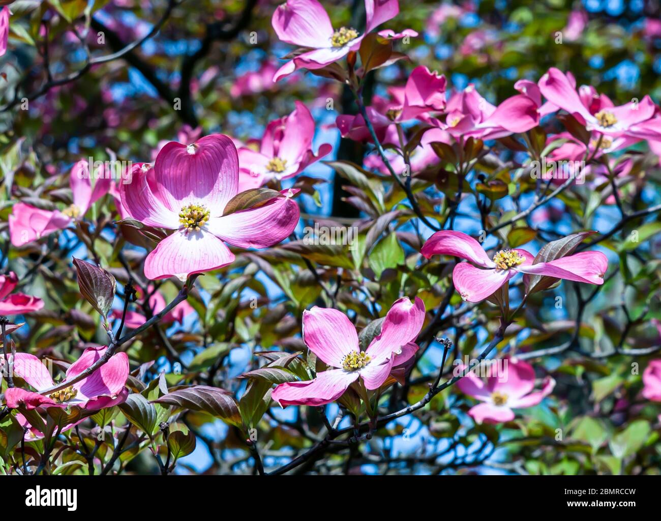 Flowering pink dogwoods trees on a sunny spring day with a blurred