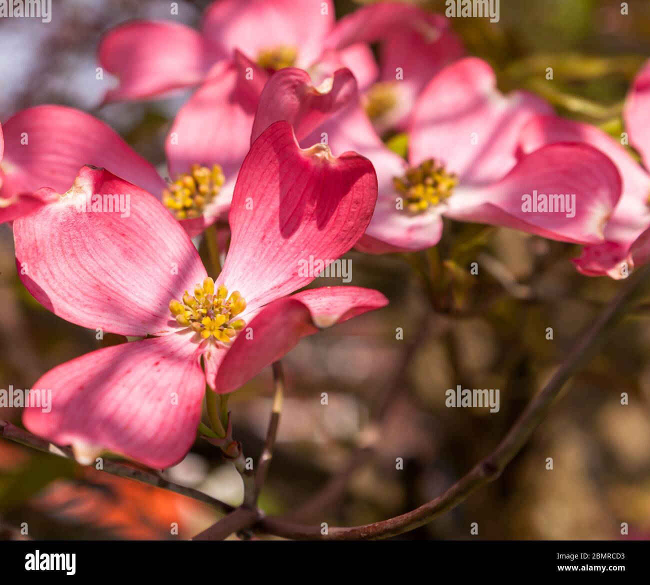 Flowering pink dogwoods trees on a sunny spring day with a blurred