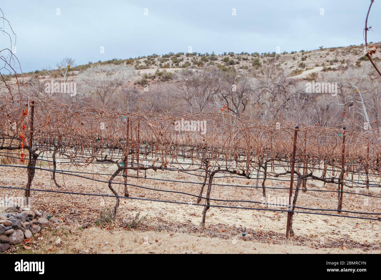 Arizona Vineyard Scenery in USA Stock Photo Alamy