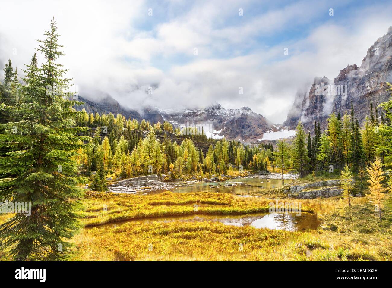 Autumn scene at Lake O'Hara in the Canadian Rockies of Yoho National Park with golden larch trees and low clouds hanging over Yukness Mountain in the Stock Photo
