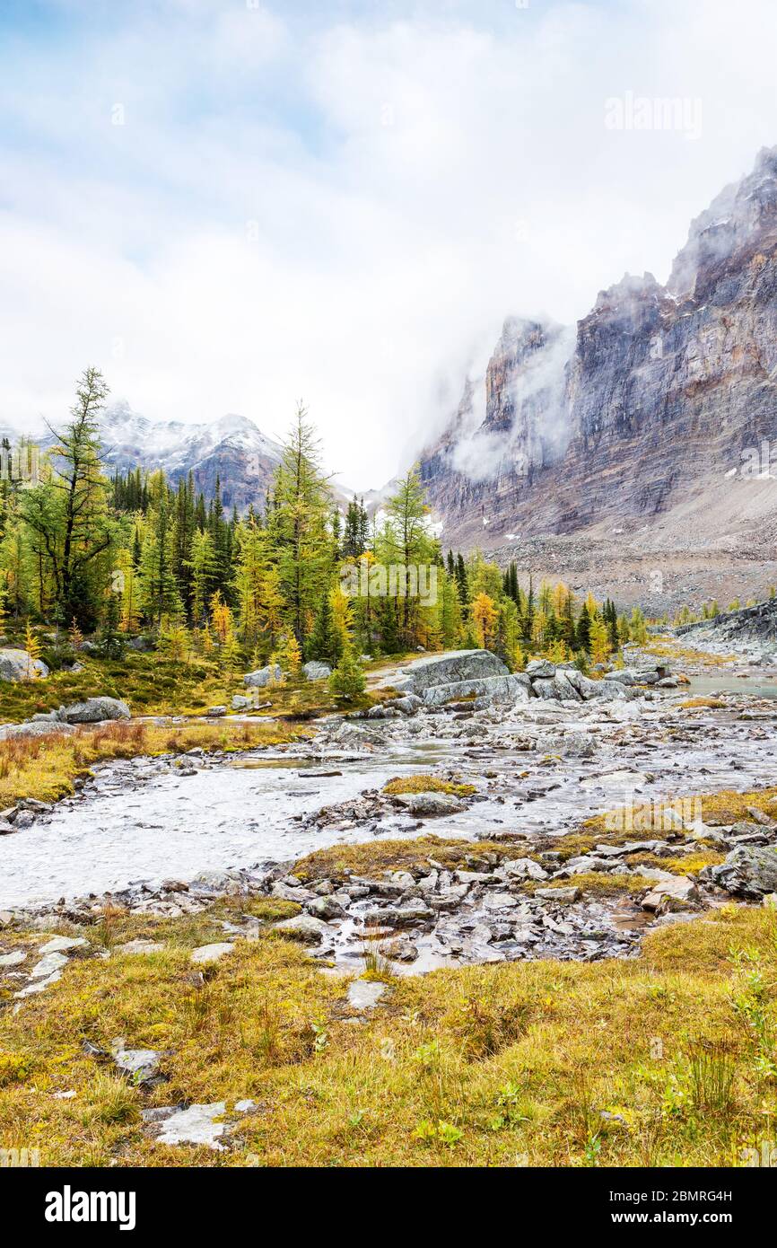 Autumn scene at Lake O'Hara in the Canadian Rockies of Yoho National Park with golden larch trees and low clouds hanging over  Mount Shaffer and Yukne Stock Photo