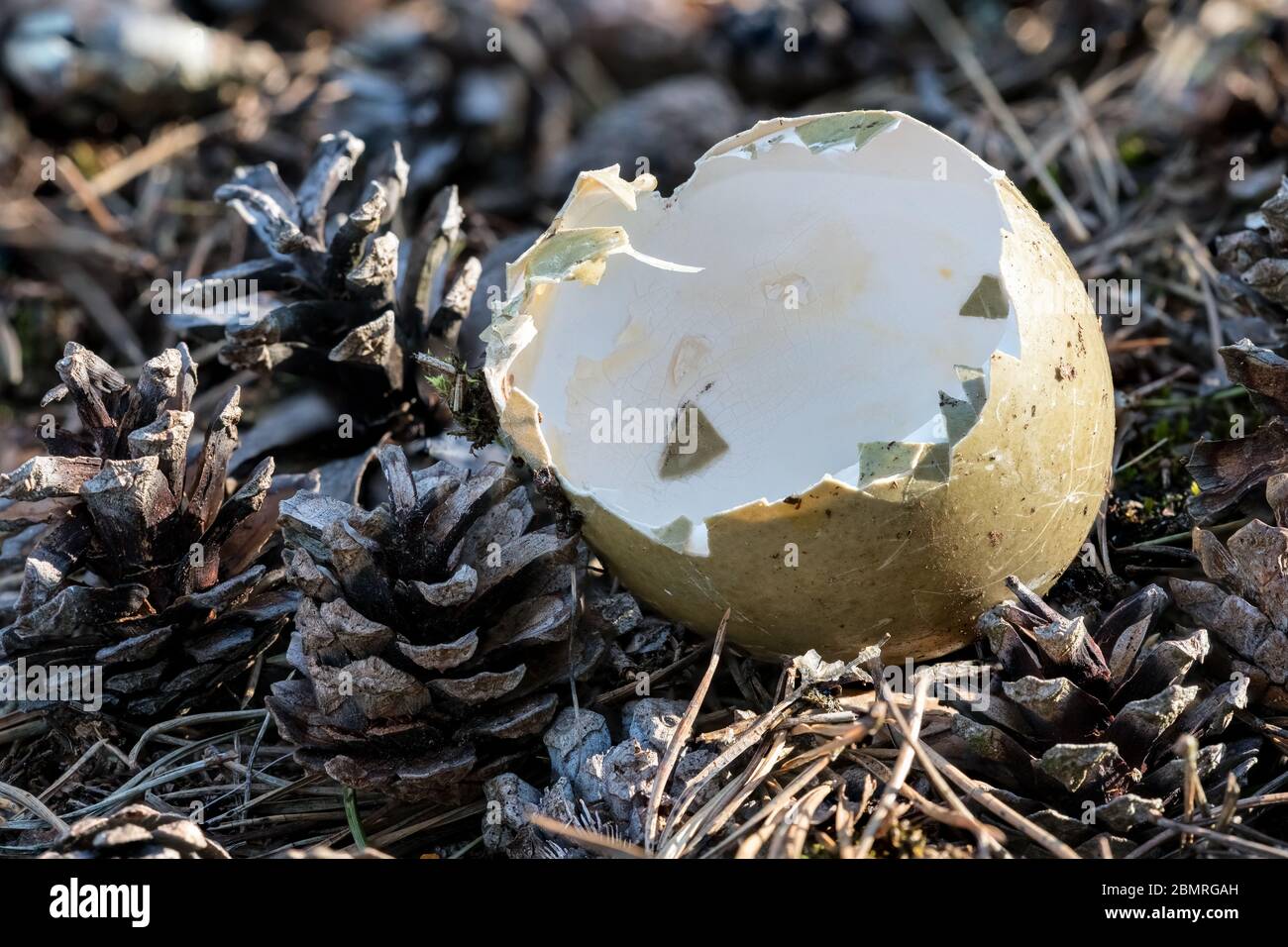 A common elder egg shell in Tammisaari national park, Finland Stock Photo