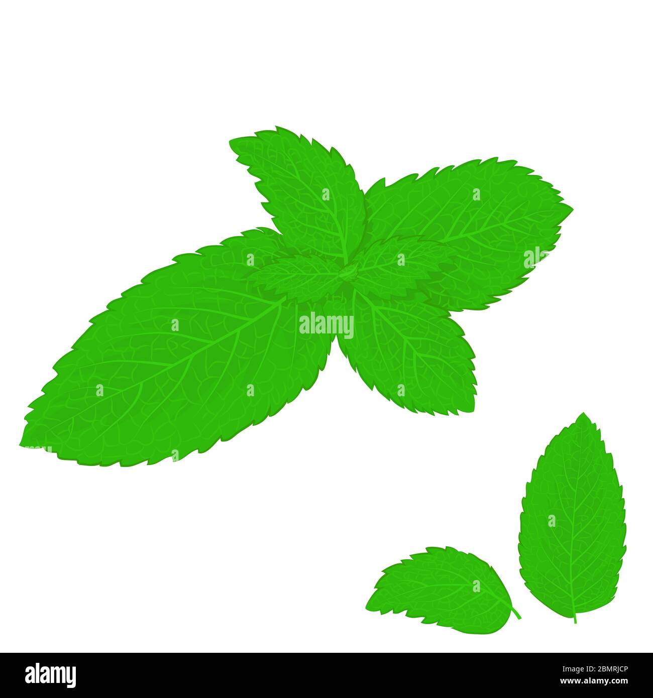 Realistic style mint leaves on white background Stock Vector Image ...
