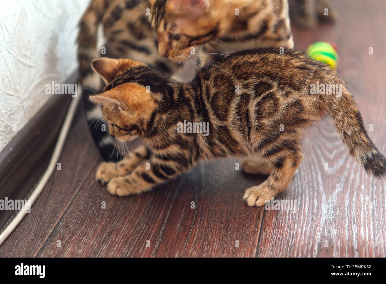 Two bengal kitty cats playing with a toy on the floor at home Stock ...