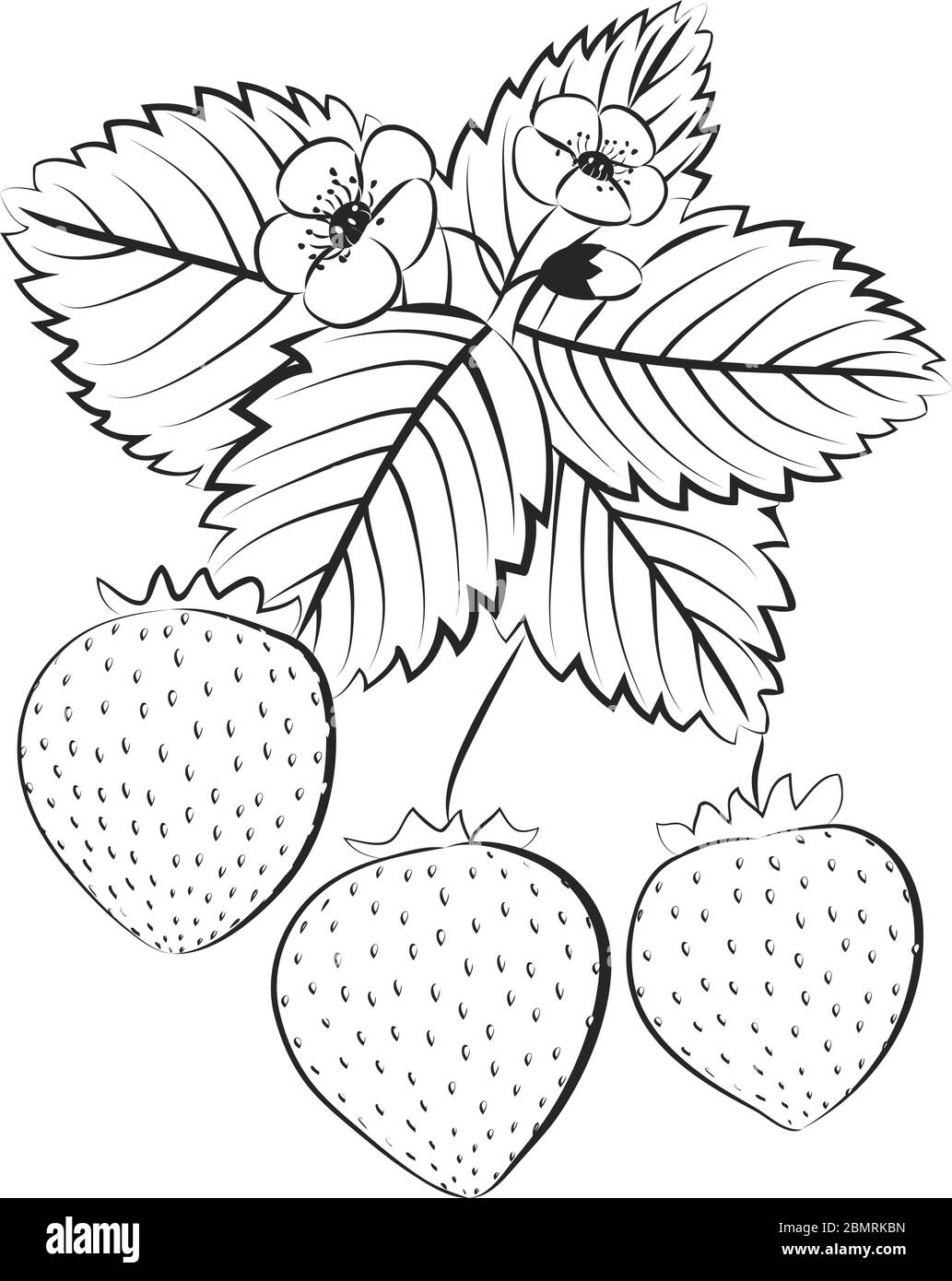 Strawberry berries. Ink outline of strawberry berries with leaves and flowers. Vector illustration Stock Vector