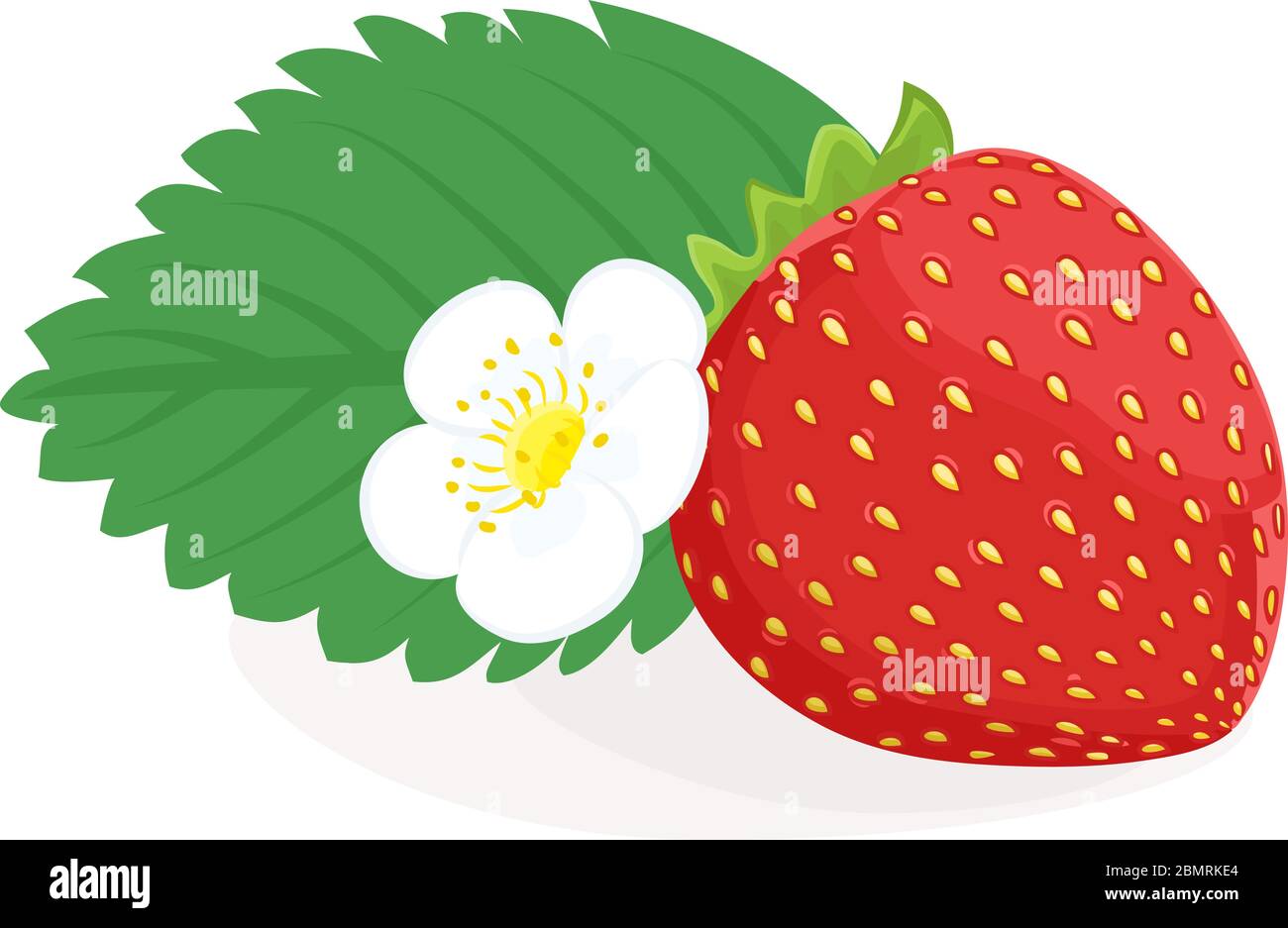 Strawberry berry with flower and green leaf. Strawberry fruit isolated on white background Stock Vector