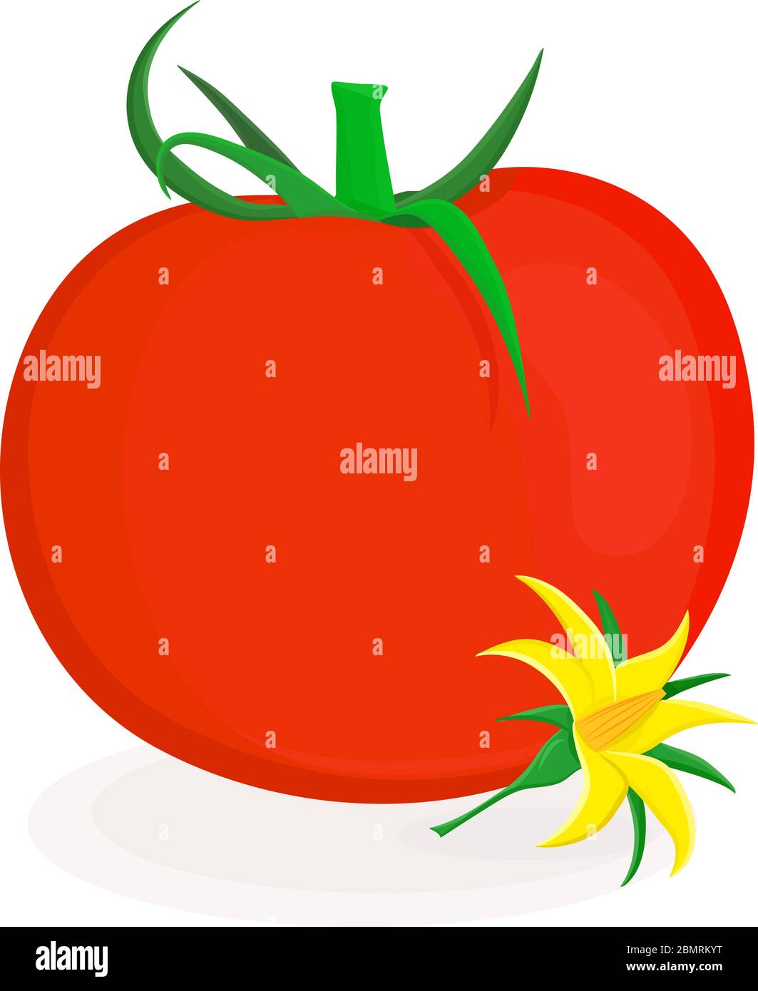 Ripe red tomato vector illustration Stock Vector Image & Art - Alamy