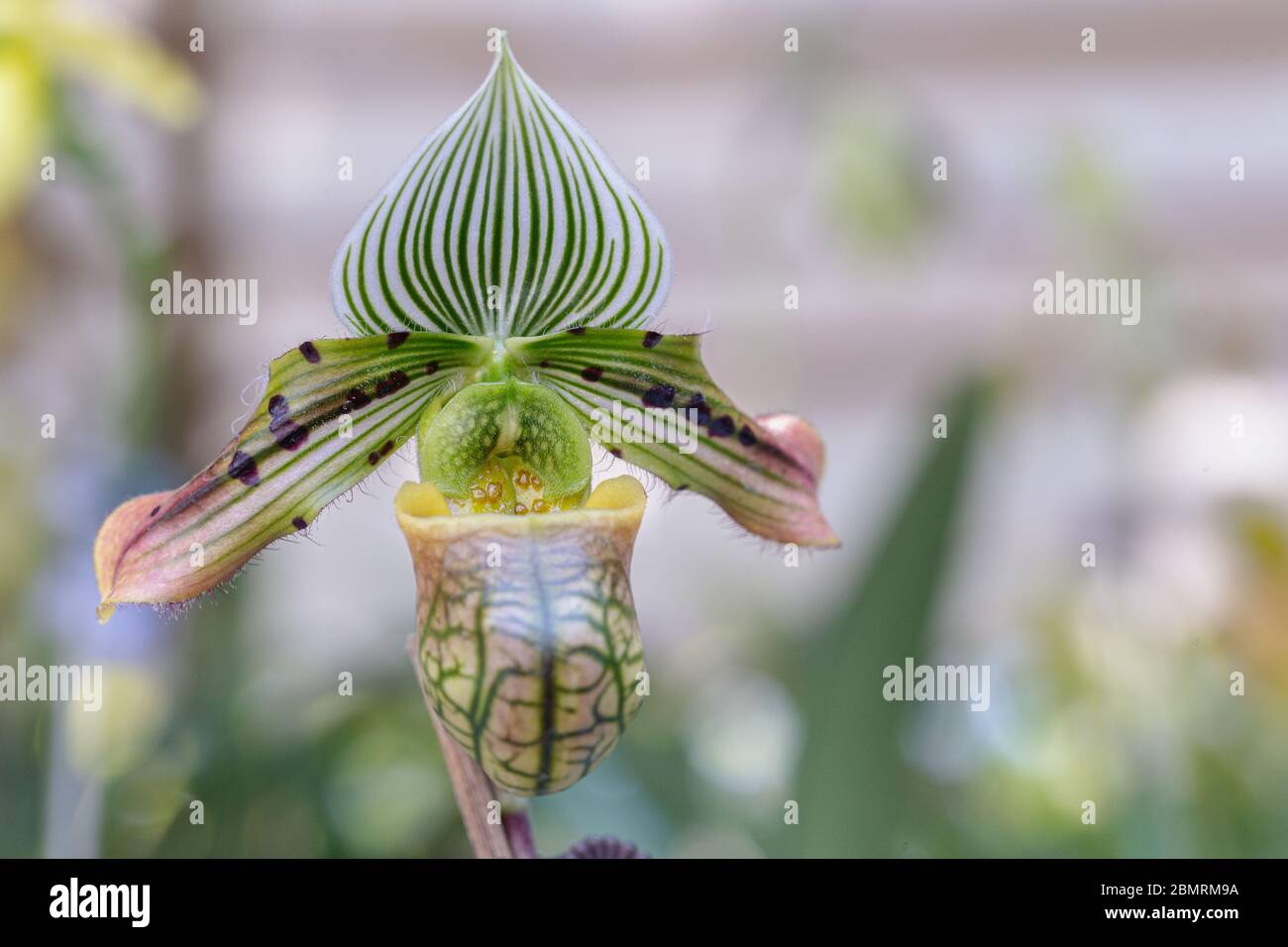 Orchid flower in orchid garden at winter or spring day for beauty and agriculture design. Paphiopedilum Orchidaceae. or Lady's Slipper. Stock Photo