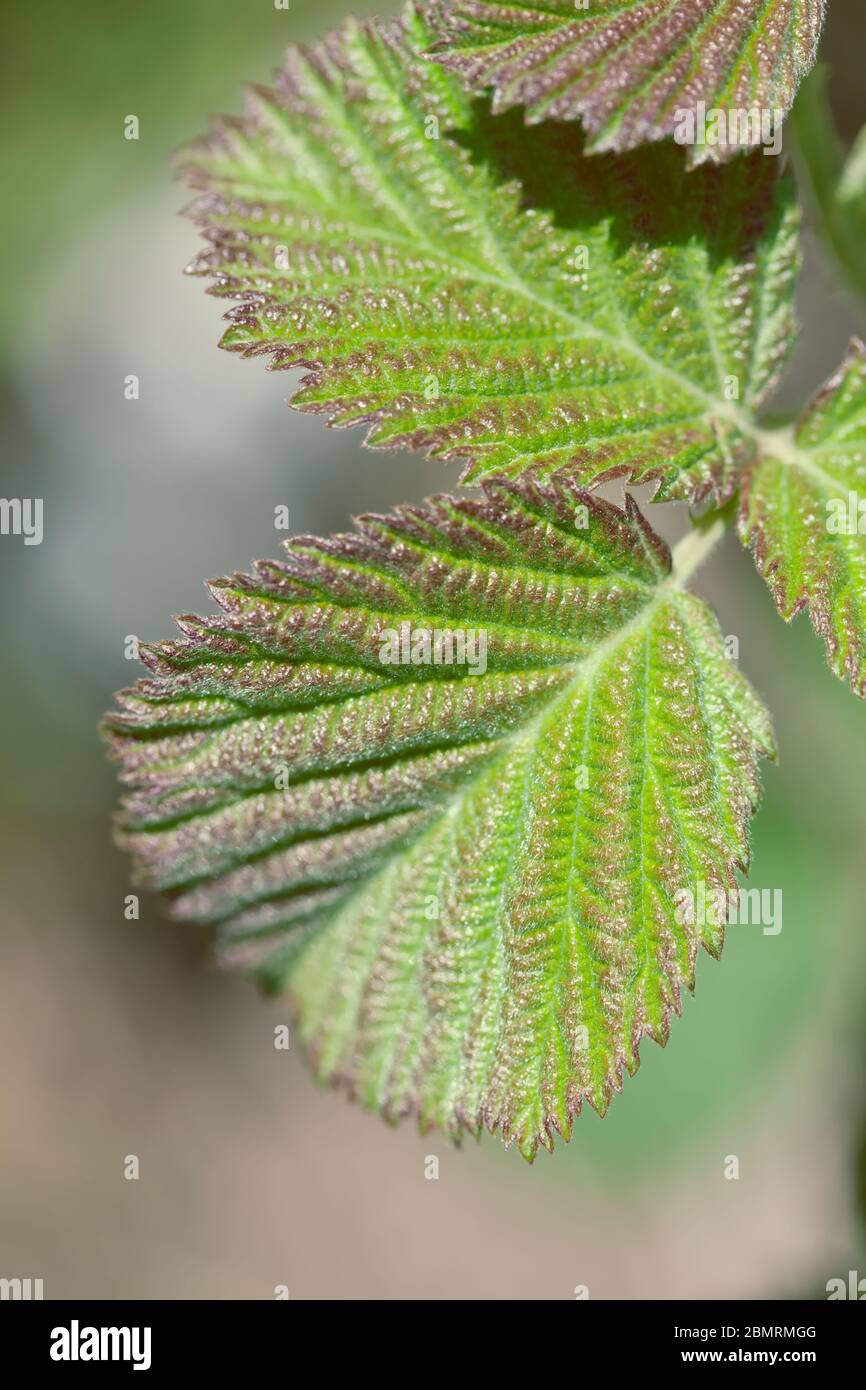 plant leaves close up green and red Stock Photo - Alamy