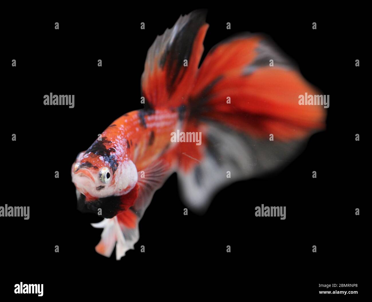 Betta  Red Koi HM Halfmoon  Male or Plakat Fighting Fish Splendens On Black Background. Stock Photo