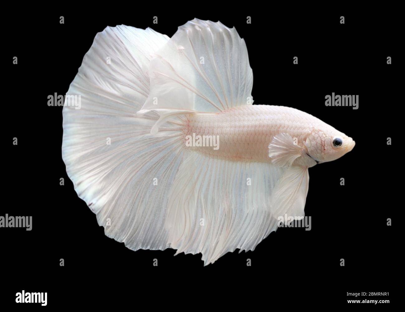 Betta White Platinum HM Halfmoon  Male or Plakat Fighting Fish Splendens On Black Background. Stock Photo